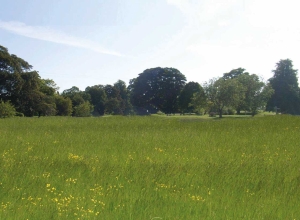 Our newly created beautiful new downland with large trees in the background and flourishing wild grasses and flowers